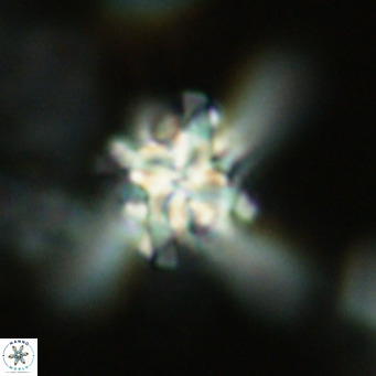 Nannoturba joceliniorum VR 02575