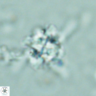 Nannoturba joceliniorum VR 02577