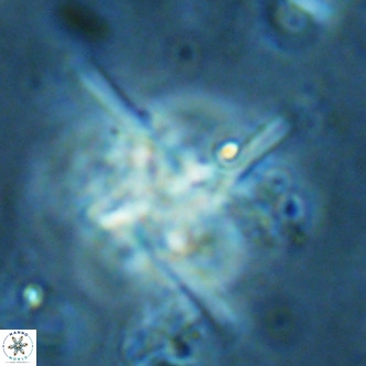 Nannoturba joceliniorum VR 02585
