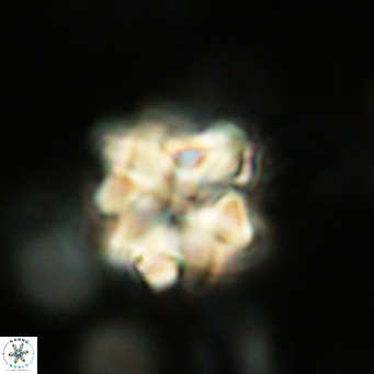 Nannoturba robusta VR 02405