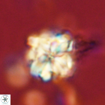 Nannoturba robusta VR 02406