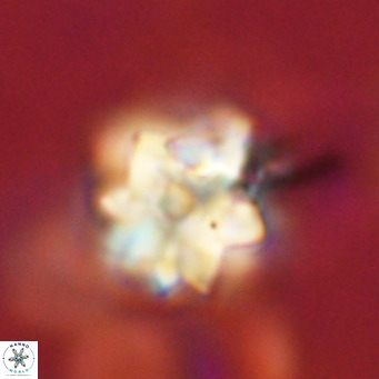 Nannoturba robusta VR 02407
