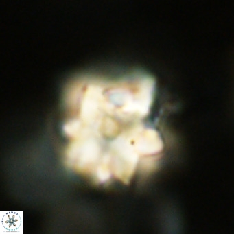 Nannoturba robusta VR 02408