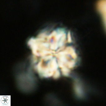 Nannoturba robusta VR 02410
