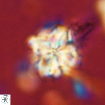 Nannoturba robusta VR 02411