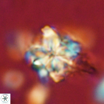 Nannoturba robusta VR 02412