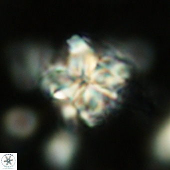 Nannoturba robusta VR 02413