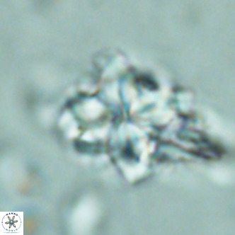 Nannoturba robusta VR 02414