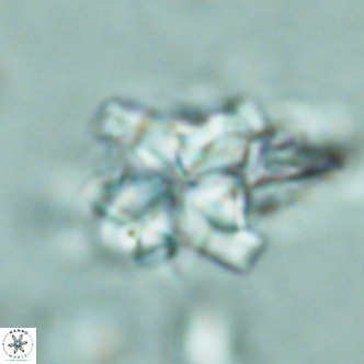 Nannoturba robusta VR 02415