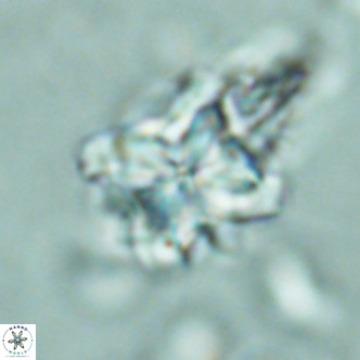 Nannoturba robusta VR 02416