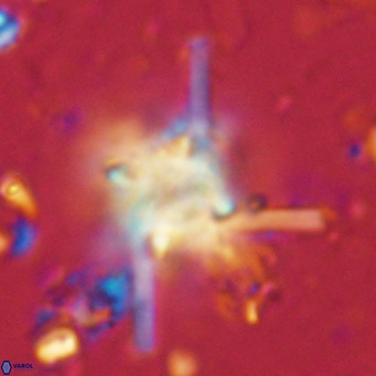 Nannoturba robusta VR 02564