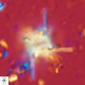 Nannoturba robusta VR 02564