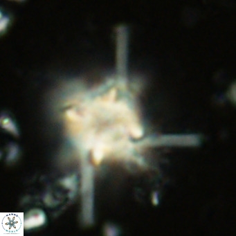 Nannoturba robusta VR 02565