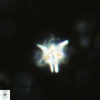Nannoturba spinosa VR 02433