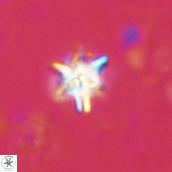Nannoturba spinosa VR 02434