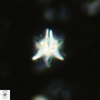 Nannoturba spinosa VR 02436
