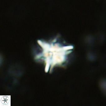 Nannoturba spinosa VR 02437