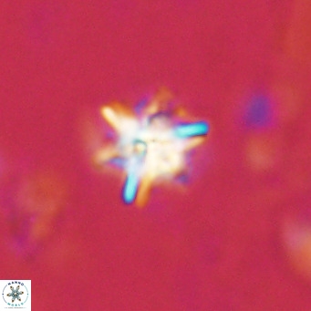 Nannoturba spinosa VR 02438