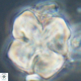 Nannotetrina mexicana VR 30903