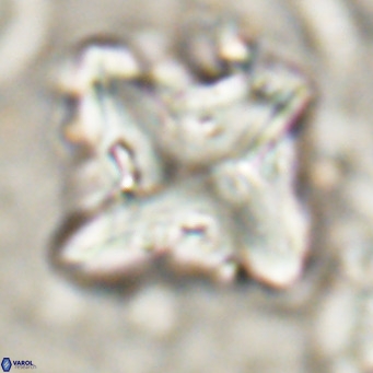 Nannotetrina quadrata VR 025626
