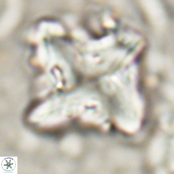 Nannotetrina quadrata VR 025626