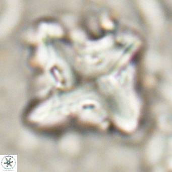 Nannotetrina quadrata VR 025627