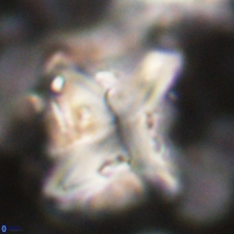 Nannotetrina quadrata VR 025639