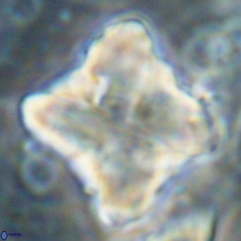 Nannotetrina quadrata VR 025631