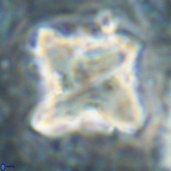 Nannotetrina quadrata VR 025632