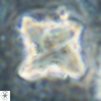 Nannotetrina quadrata VR 025632