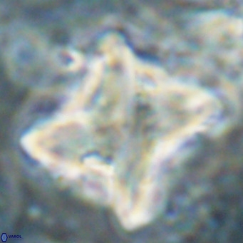Nannotetrina quadrata VR 025633