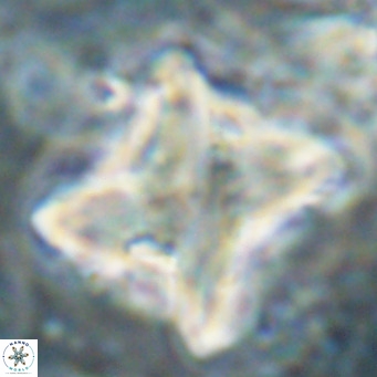 Nannotetrina quadrata VR 025633