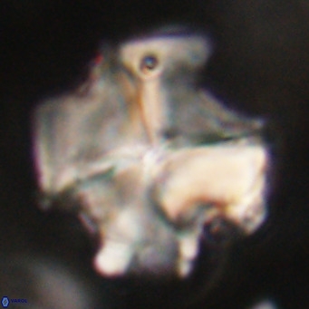Nannotetrina quadrata VR 29734