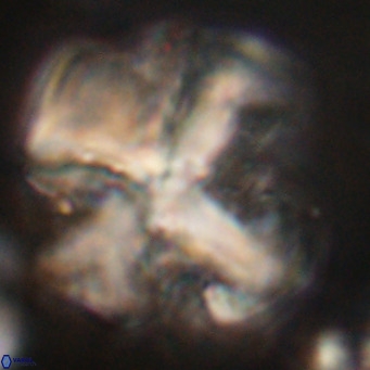 Nannotetrina quadrata VR 29737