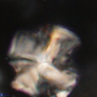 Nannotetrina quadrata VR 29738