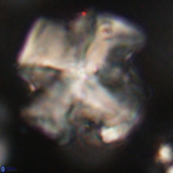 Nannotetrina quadrata VR 29739