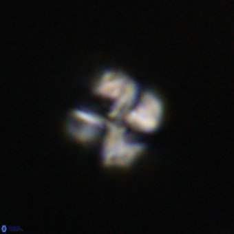 Nannotetrina tetrasepta VR 31040