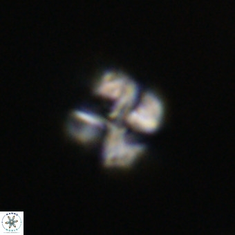 Nannotetrina tetrasepta VR 31040