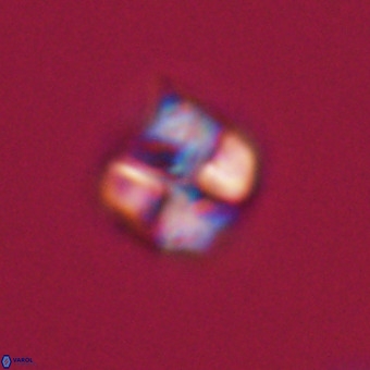 Nannotetrina tetrasepta VR 31041