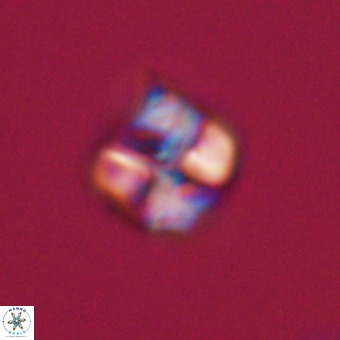 Nannotetrina tetrasepta VR 31041