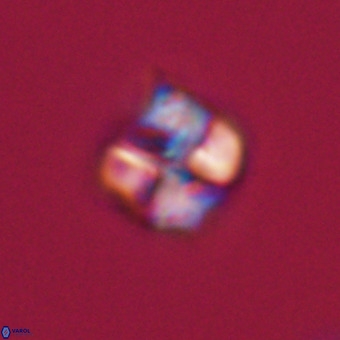 Nannotetrina tetrasepta VR 31042