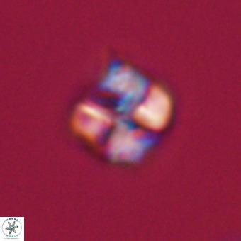 Nannotetrina tetrasepta VR 31042
