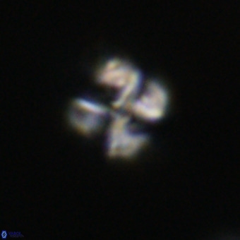 Nannotetrina tetrasepta VR 31043