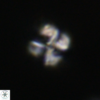 Nannotetrina tetrasepta VR 31043
