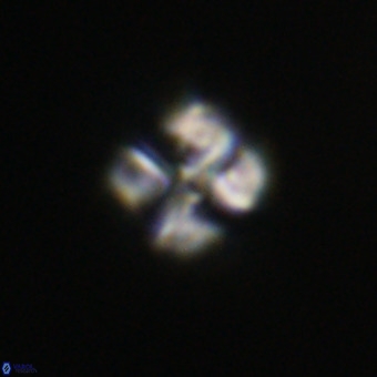 Nannotetrina tetrasepta VR 31044