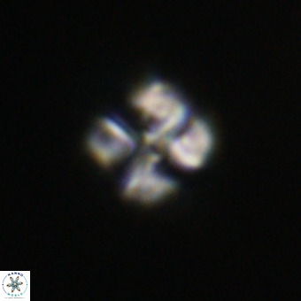 Nannotetrina tetrasepta VR 31044