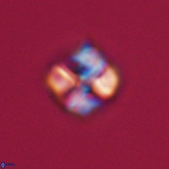 Nannotetrina tetrasepta VR 31045