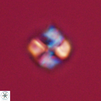 Nannotetrina tetrasepta VR 31045