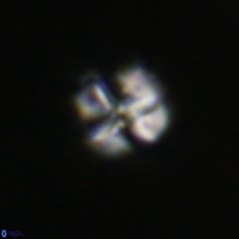 Nannotetrina tetrasepta VR 31046