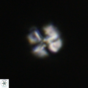 Nannotetrina tetrasepta VR 31046